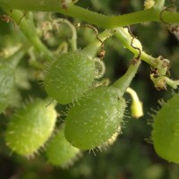 Cyphostemma setosum (Roxb.) Alston
